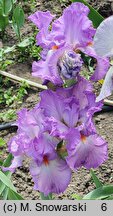 Iris hort. Rondetta