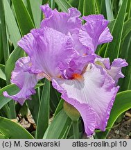 Iris hort. Rondetta