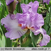 Iris hort. Rondetta
