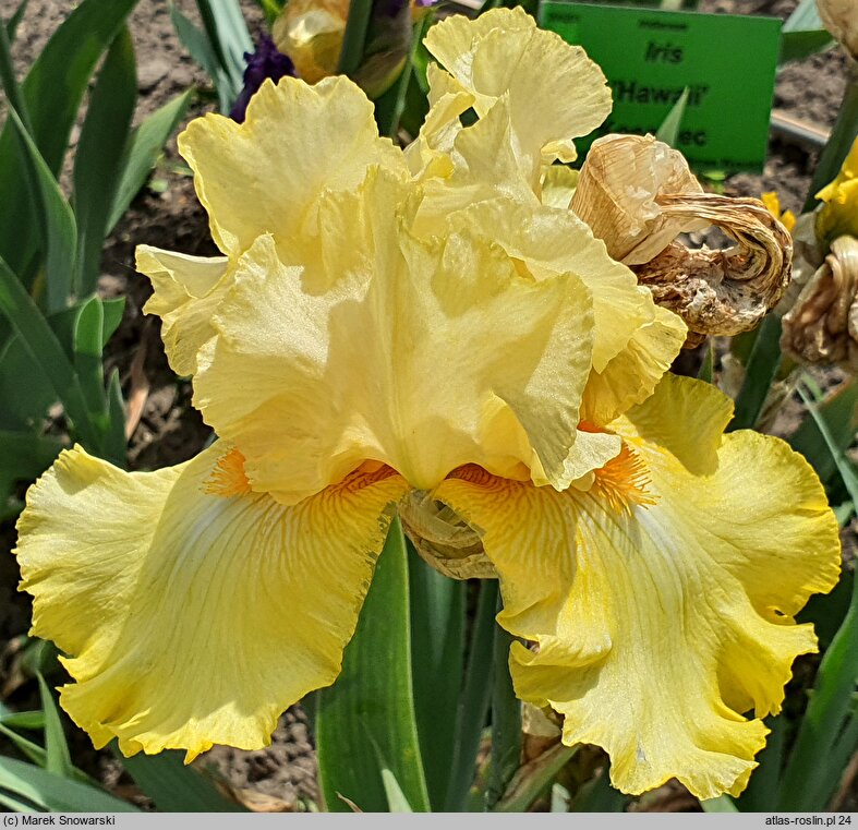 Iris hort. Lunar Flame