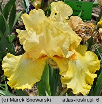 Iris hort. Lunar Flame