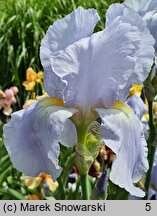 Iris hort. Admiral