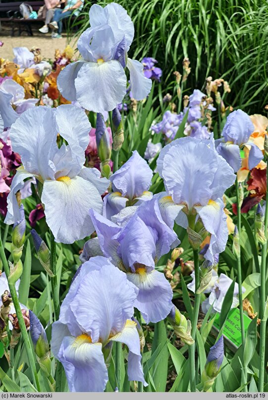 Iris hort. Admiral