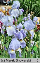 Iris hort. Admiral