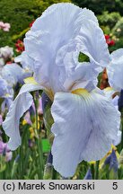 Iris hort. Admiral
