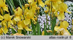 Iris Misty Gold