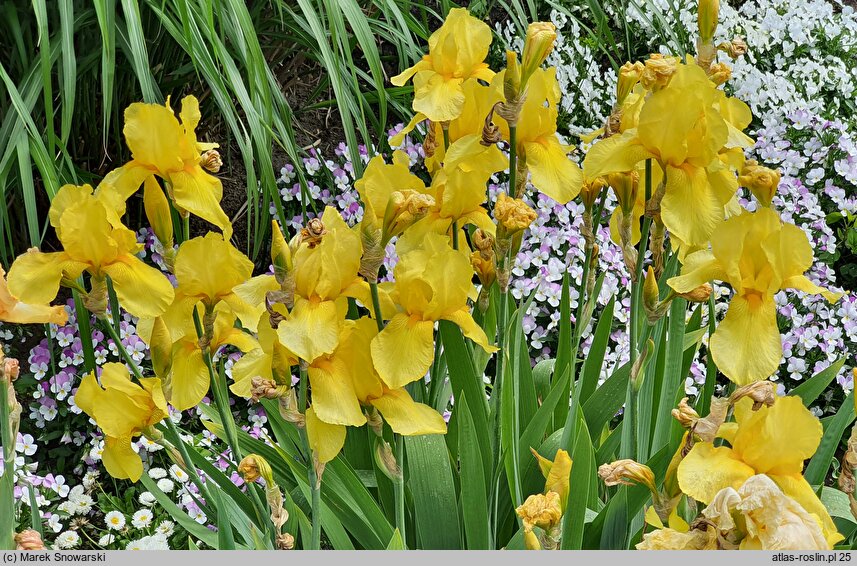 Iris Misty Gold