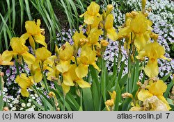 Iris Misty Gold