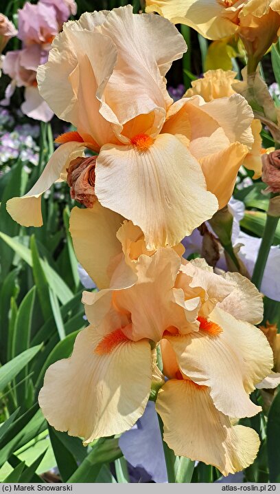 Iris Chinese Coral