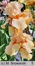 Iris hort. Chinese Coral