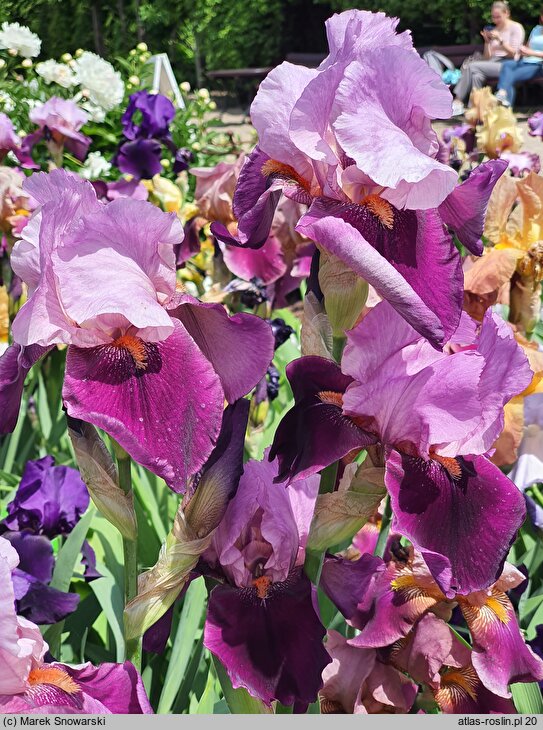 Iris hort. Camelot Rose