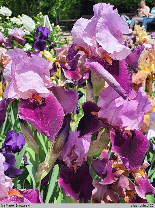 Iris Camelot Rose