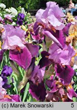 Iris hort. Camelot Rose