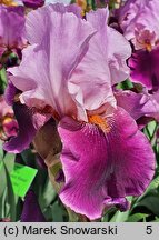 Iris hort. Camelot Rose