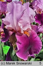 Iris Camelot Rose