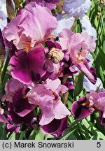 Iris hort. Camelot Rose