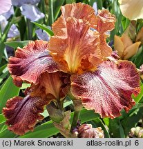 Iris hort. Morocco