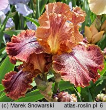 Iris Morocco