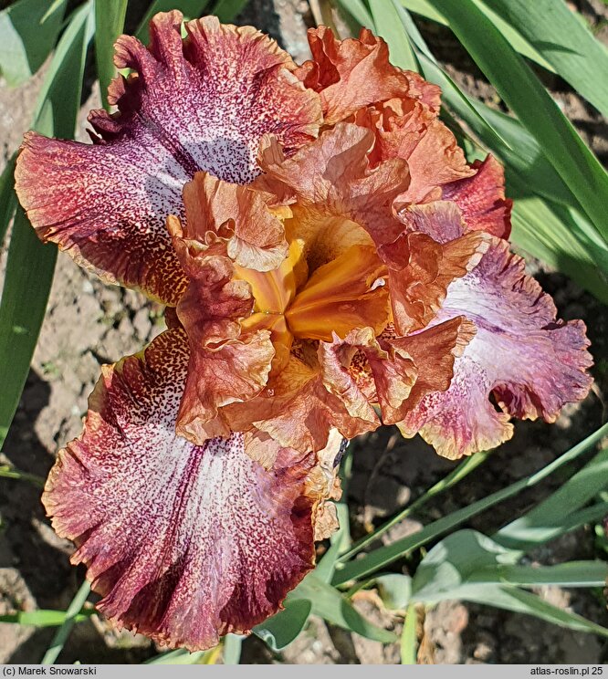Iris hort. Morocco