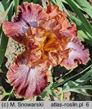 Iris hort. Morocco