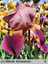 Iris hort. Depute Nomblot