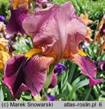 Iris hort. Depute Nomblot