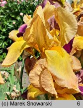 Iris Golden Russet