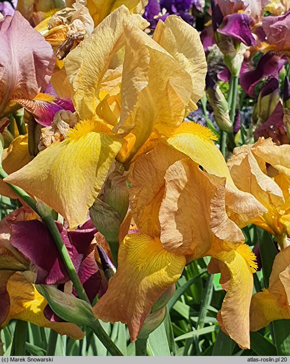 Iris hort. Golden Russet