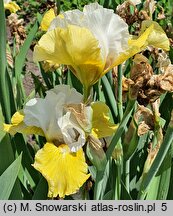 Iris hort. Tact