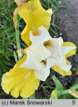 Iris hort. Tact