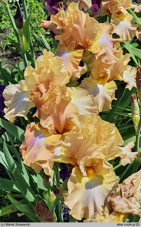 Iris hort. Sheer Poetry