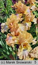 Iris hort. Sheer Poetry