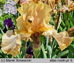 Iris hort. Sheer Poetry