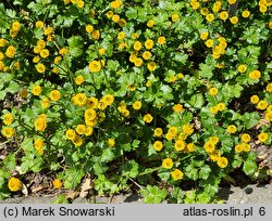 Ranunculus repens Flore Pleno