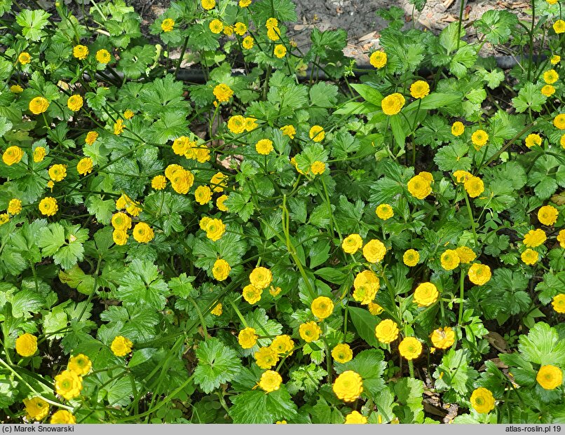 Ranunculus repens Flore Pleno