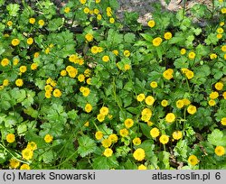 Ranunculus repens Flore Pleno