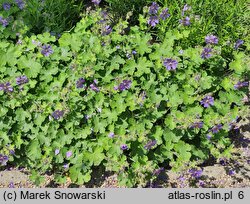 Geranium Philippe Vapelle