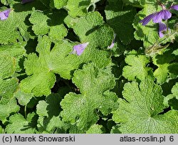 Geranium Philippe Vapelle