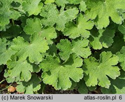 Geranium hort. Philippe Vapelle