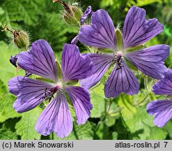 Geranium Philippe Vapelle