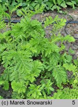 Tanacetum vulgare Crispum