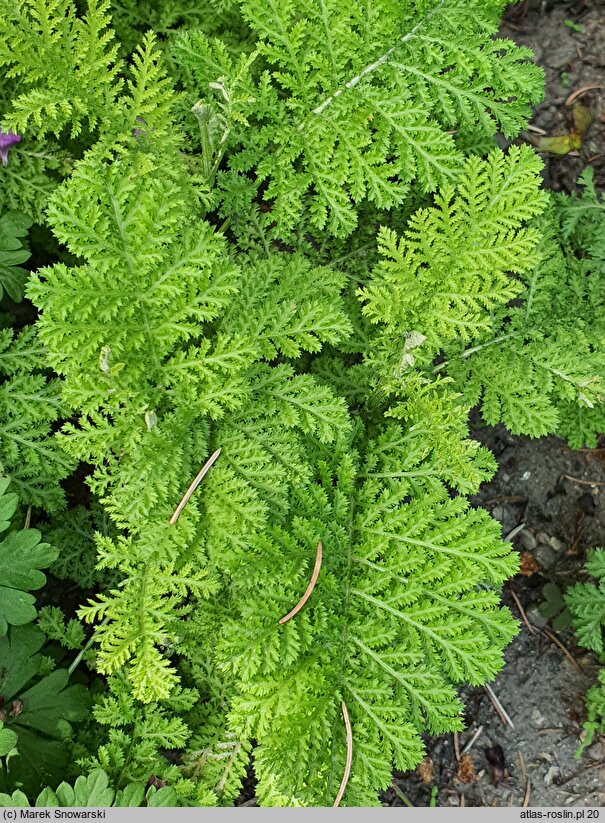 Tanacetum vulgare Crispum