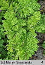 Tanacetum vulgare Crispum