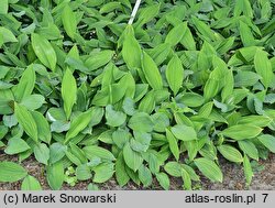 Convallaria majalis (konwalia majowa)
