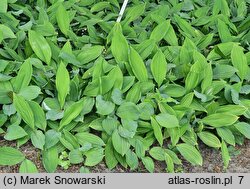 Convallaria majalis Lineata