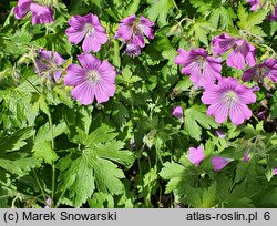 Geranium hort. Sirak
