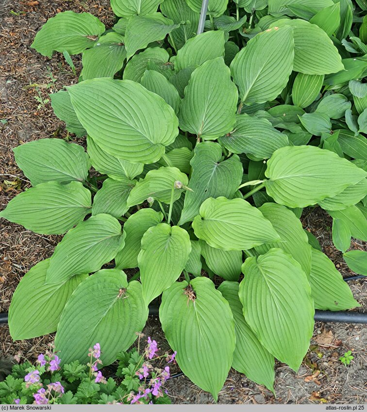 Hosta Fortunei Gigantea