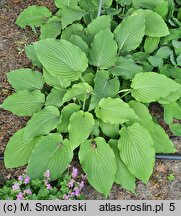 Hosta Fortunei Gigantea