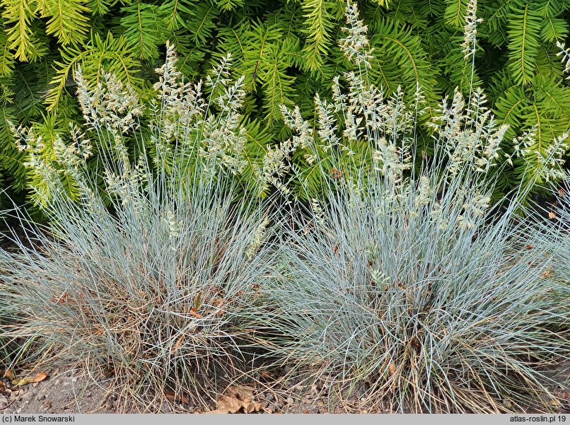 Festuca valesiaca Glaucantha