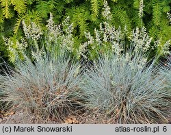 Festuca valesiaca Glaucantha